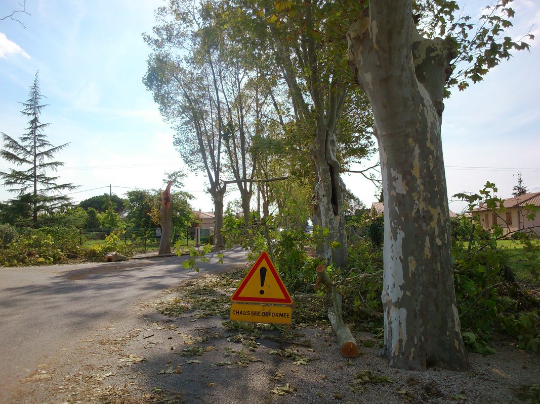 Allée des platanes à Bressols après intempéries et panneau attention