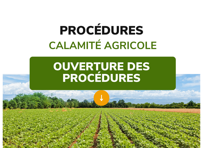 CALAMITE AGRICOLE Champs agricoles